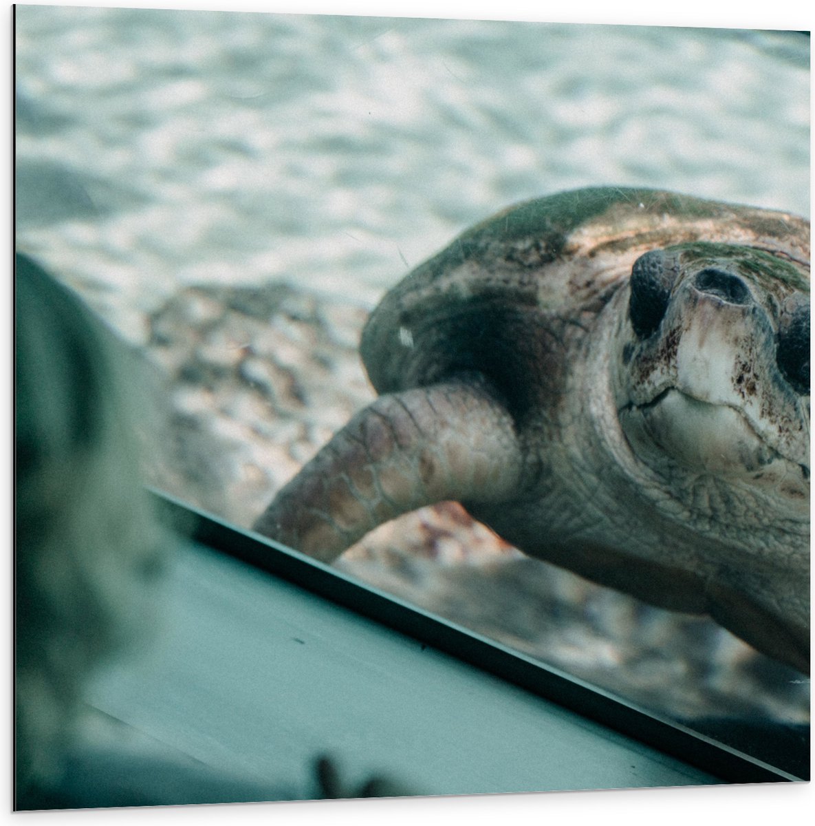 Dibond - Grote Schildpad achter Glas in Aquarium - 100x100 cm Foto op Aluminium (Met Ophangsysteem)