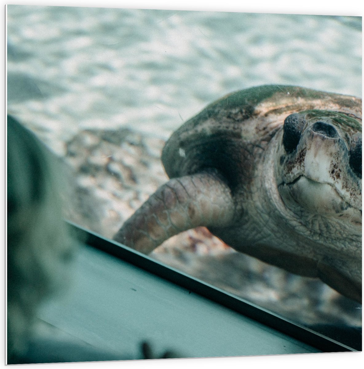 PVC Schuimplaat - Grote Schildpad achter Glas in Aquarium - 100x100 cm Foto op PVC Schuimplaat (Met Ophangsysteem)