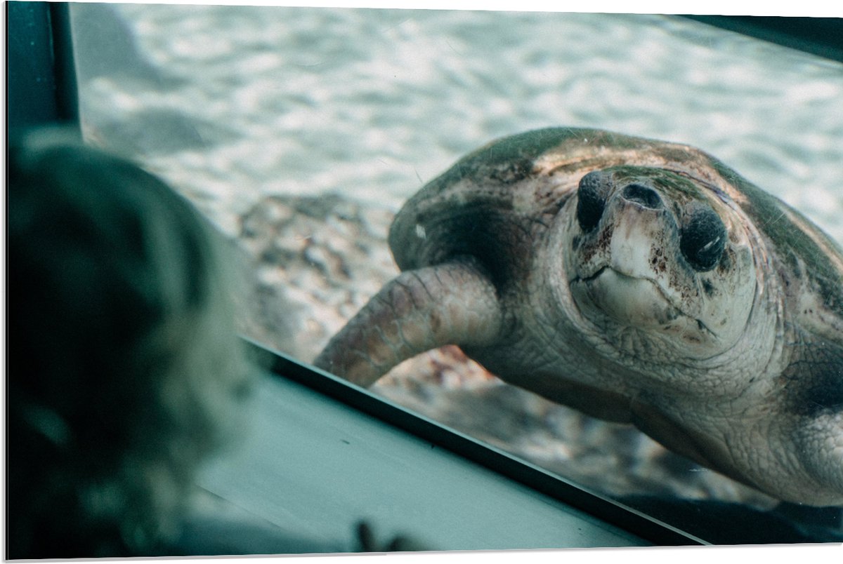 Dibond - Grote Schildpad achter Glas in Aquarium - 90x60 cm Foto op Aluminium (Wanddecoratie van metaal)