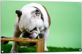 WallClassics - Tuinposter – Hondje aan het Eten voor Groene Achtergrond - Buldog - 105x70 cm Foto op Tuinposter (wanddecoratie voor buiten en binnen)