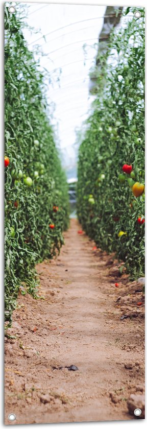 Tuinposter – Zand Pad Langs Tomaten Kwekerij - 40x120 cm Foto op Tuinposter (wanddecoratie voor buiten en binnen)