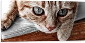 WallClassics - Dibond - Nieuwschierige Kat - 100x50 cm Foto op Aluminium (Met Ophangsysteem)