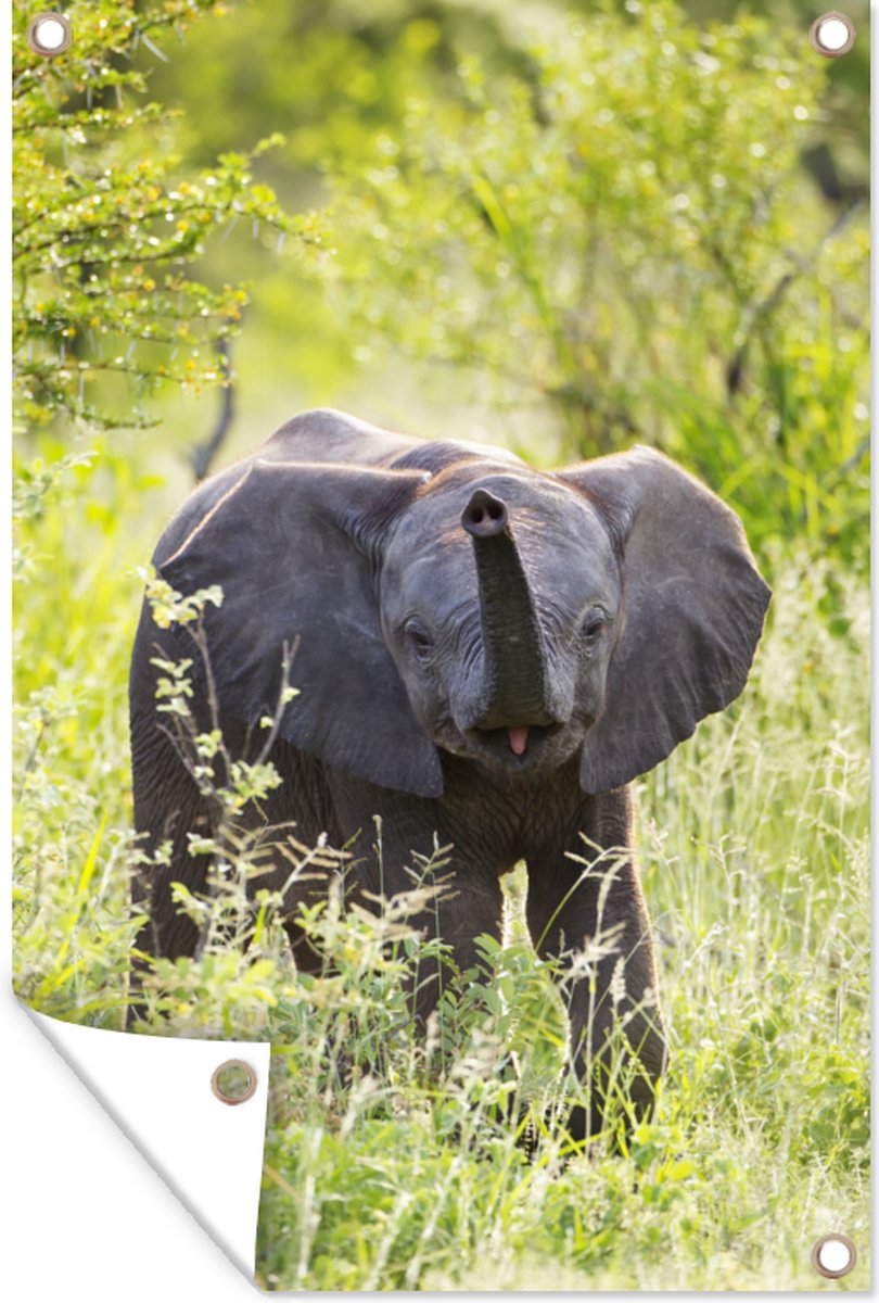 Bébé éléphant d'Afrique dans l'herbe 40x60 cm