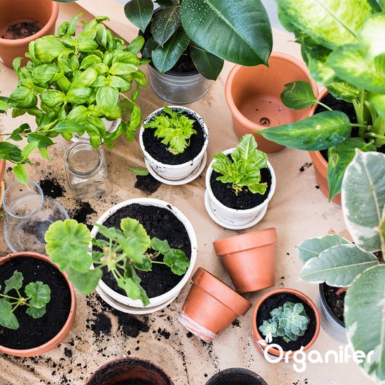 Overzicht van verschillende kamerplanten en plantbenodigdheden op een tafel.