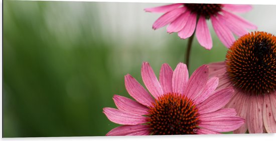 Dibond - Trio Roze Bloemen - 100x50 cm Foto op Aluminium (Met Ophangsysteem)