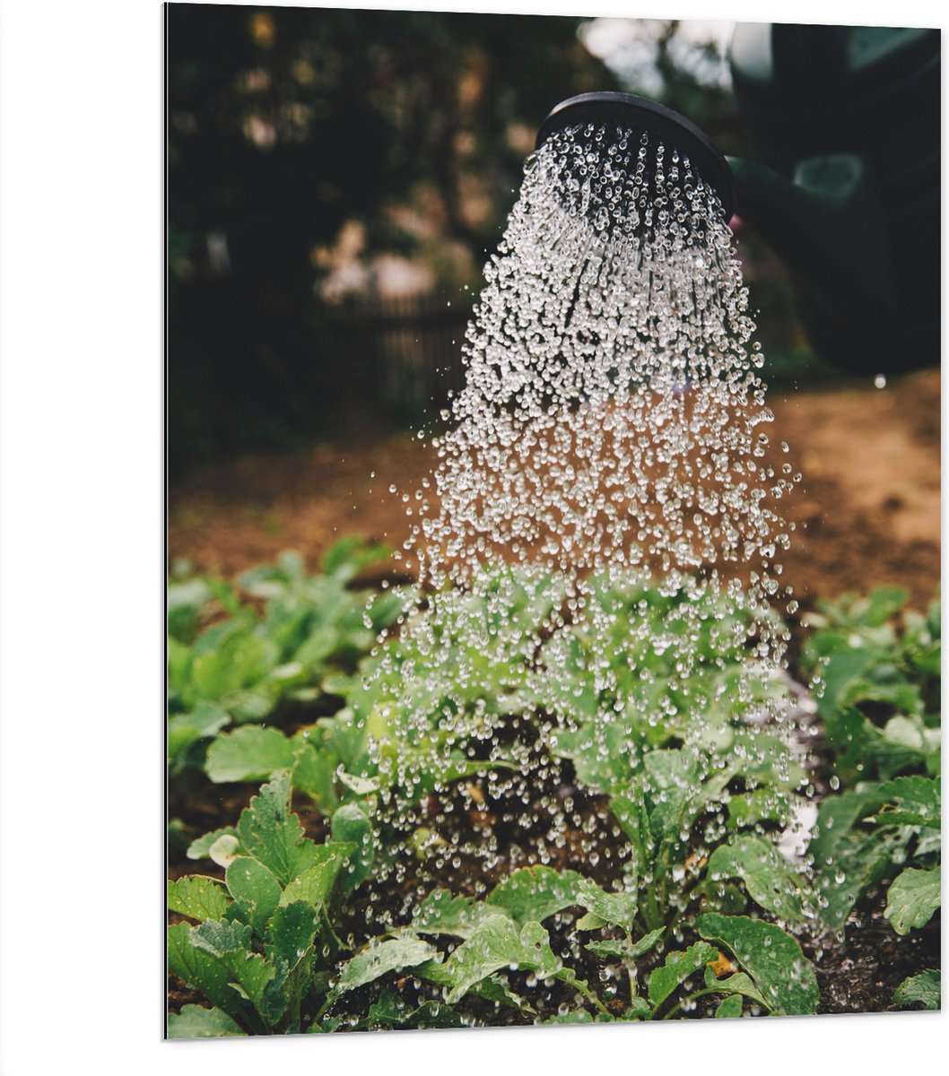 Dibond - Planten Water Geven met Gieter - 75x100 cm Foto op Aluminium (Met Ophangsysteem)