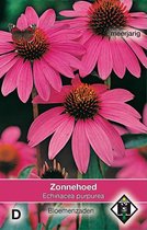 Van Hemert & Co - Zonnehoed rood (Echinacea purpurea)