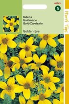 Hortitops Zaden - Bidens Humilis Golden Eye