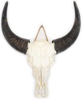 Waterbuffelschedel - skull - schedel