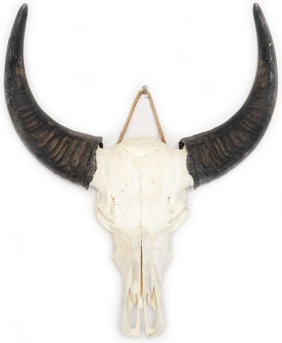 Waterbuffelschedel - skull - schedel