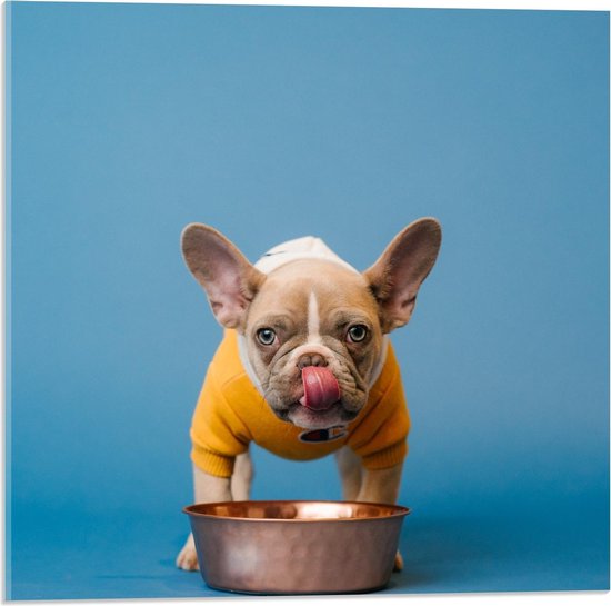 Acrylglas - Etend Hondje met Gele Trui aan  - 50x50cm Foto op Acrylglas (Met Ophangsysteem)