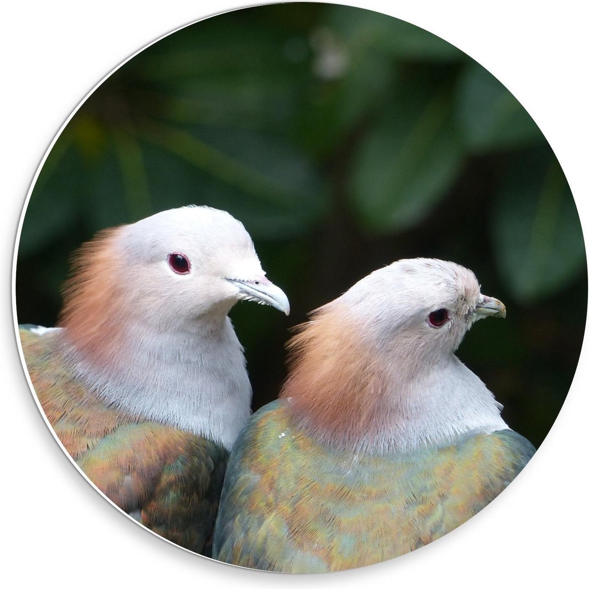 Forex Wandcirkel - Gekleurd Duivenduo - 30x30cm Foto op Wandcirkel (met ophangsysteem)