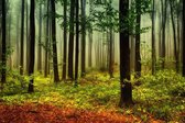 Schilderij natuur en bos - herfstbos - Foto op canvas - canvasposter met ophangsysteem. - 120 x 80 cm