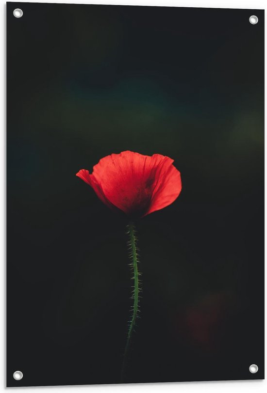Tuinposter – Rood Bloempje Zwarte Achtergrond - 60x90cm Foto op Tuinposter  (wanddecoratie voor buiten en binnen)