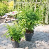 Acer Palmatum 'Going Green' - Japanse Esdoorn - Groen - ↑ 30-40cm - Ø 15cm
