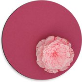 Dibond Wandcirkel - Roze Bloem op Roze Achtergrond - 30x30cm Foto op Aluminium Wandcirkel (met ophangsysteem)