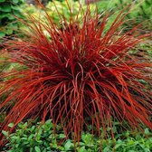 50 x Uncinia Rubra - Rode Zegge in 9x9cm pot met hoogte 5-10cm