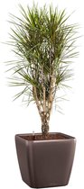 Dracaena Marginata vertakt in watergevende Quadro bruin | Drakenbloedboom