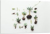 Acrylglas - Groene Planten op Witte Achtergrond - 120x80cm Foto op Acrylglas (Met Ophangsysteem)