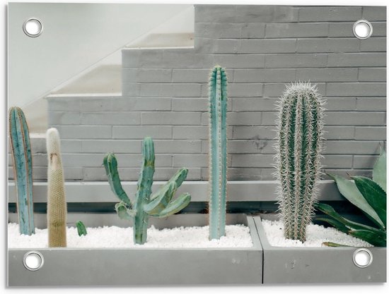 Tuinposter – Cactussen in een Bak  - 40x30cm Foto op Tuinposter  (wanddecoratie voor buiten en binnen)