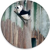 Dibond Wandcirkel - Panda Hangend in de Boom - 30x30cm Foto op Aluminium Wandcirkel (met ophangsysteem)