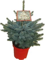 Pannebakker Plants BV - Picea - 45 Cm - Ø 26 - 1 Stuks