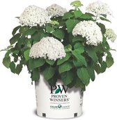 Hydrangea “Strong Annabelle” (SKHYDR19INCRB)