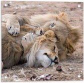 Tuinposter – Knuffelende Leeuwen - 50x50cm Foto op Tuinposter  (wanddecoratie voor buiten en binnen)