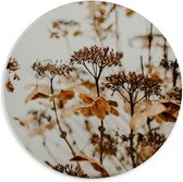 Forex Wandcirkel - Familie Bruine Bloemen - 70x70cm Foto op Wandcirkel (met ophangsysteem)