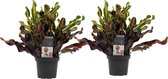 Kamerplanten van Botanicly – 2 × Croton – Hoogte: 35 cm – Codiaeum variegatum Mammi