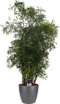 Hellogreen Kamerplant - Polyscias Hawaiiana Ming Vertakt - 95 cm - Elho Brussels antraciet