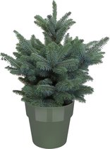Hellogreen Kleine Mini Kerstboom - Blauwspar - 50 cm - Elho B.For groen