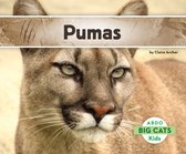 Big Cats - Pumas
