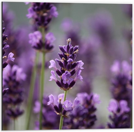 Dibond - Lavendelbloemen - 50x50cm Foto op Aluminium (Wanddecoratie van metaal)