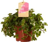Hellogreen Kamerplant - Sedum Makinoi – 15 cm