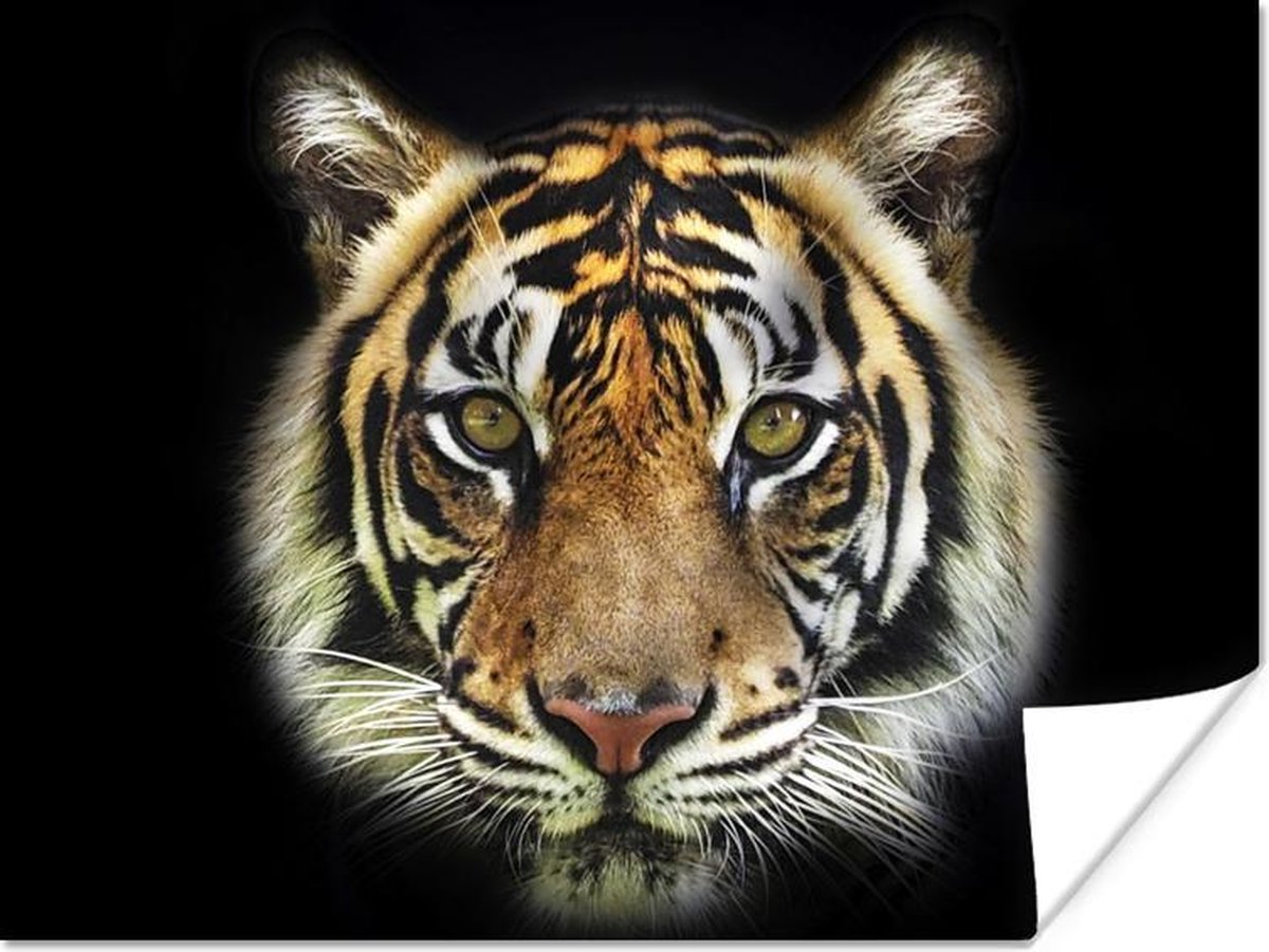 Poster xxl Tigre sauvage