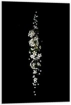 Forex - Witte Bloemen op Zwarte Achtergrond  - 60x90cm Foto op Forex