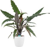 Decorum Alocasia Lauterbachiana - Kamerplant - Skeletplant - met Elho brussels witte pot