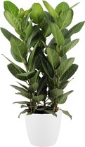 Ficus Audrey in ELHO sierpot (wit) - kamerplant