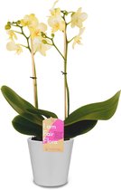 Orchidee van Botanicly – Orchidee incl. sierpot wit als set – Hoogte: 50 cm, 1 tak – Phalaenopsis Multiflora Green Pixie