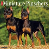 Miniatuur Pinscher Kalender 2021