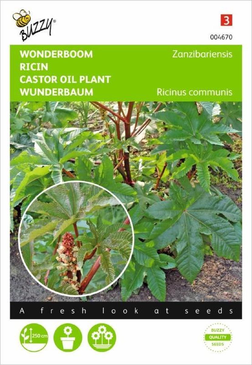 Wonderboom - Ricinus communis
