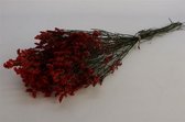 Droogbloemen Bos Limonium - Rood