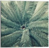 Dibond - Palmboom - 50x50cm Foto op Aluminium (Wanddecoratie van metaal)