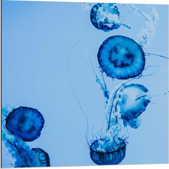 Dibond - Blauwe Kwallen in het Water - 80x80cm Foto op Aluminium (Wanddecoratie van metaal)