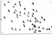 Tuinposter – Zwerm Vogels in de Lucht - 90x60cm Foto op Tuinposter  (wanddecoratie voor buiten en binnen)