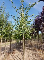 Pruimenboom - Prunus d. Opal | Omtrek: 14-18 cm | Hoogte: 350 cm