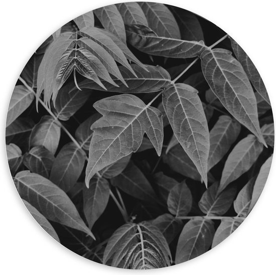 Forex Wandcirkel - Bladeren (zwart/wit) - 100x100cm Foto op Wandcirkel (met ophangsysteem)