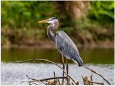 Poster – Reiger op Watertak - 40x30cm Foto op Posterpapier