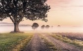 Komar Misty Morning Vlies Fotobehang 400x250cm 4-banen